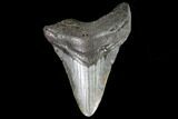 Fossil Megalodon Tooth - North Carolina #109014-1